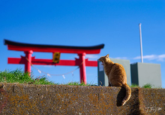 岩合光昭の世界ネコ歩き 放送予定カレンダー